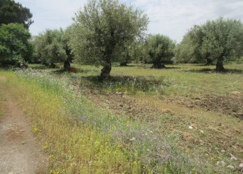 Giardino - Terreno agricolo pista del sole
 
s.n.c., Melilli - foto 28