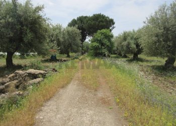 Giardino - Terreno agricolo pista del sole
 
s.n.c., Melilli - foto 29