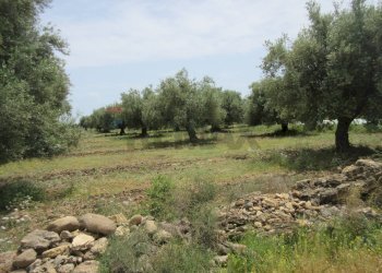 Giardino - Terreno agricolo pista del sole
 
s.n.c., Melilli - foto 30
