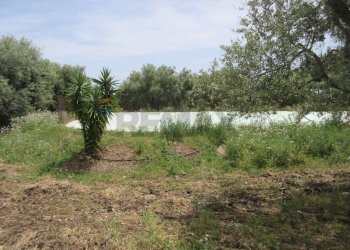 Giardino - Terreno agricolo pista del sole
 
s.n.c., Melilli - foto 31