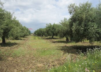 Giardino - Terreno agricolo pista del sole
 
s.n.c., Melilli - foto 36