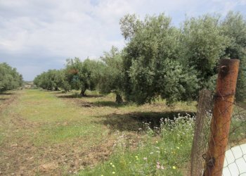 Giardino - Terreno agricolo pista del sole
 
s.n.c., Melilli - foto 37