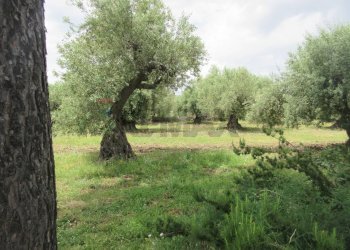 Giardino - Terreno agricolo pista del sole
 
s.n.c., Melilli - foto 38