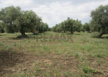 Giardino - Terreno agricolo pista del sole
 
s.n.c., Melilli - foto 59