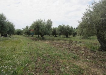 Giardino - Terreno agricolo pista del sole
 
s.n.c., Melilli - foto 61