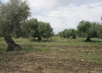 Giardino - Terreno agricolo pista del sole
 
s.n.c., Melilli - foto 62