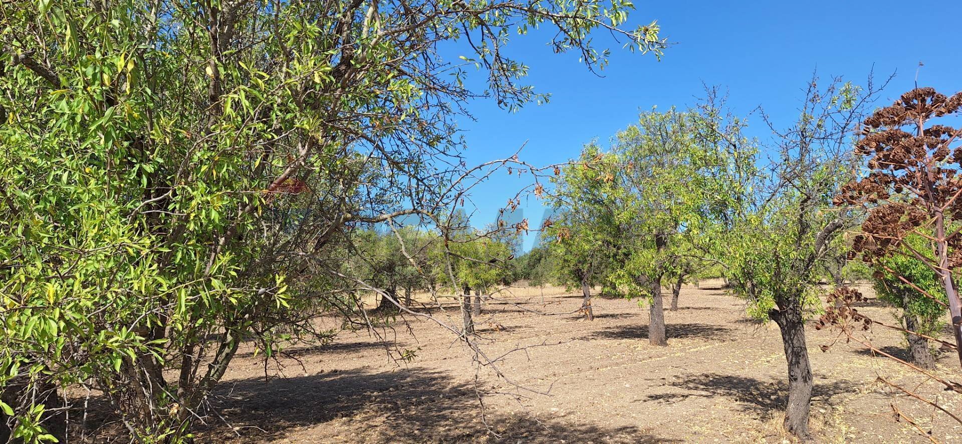 Giardino - Terreno agricolo Noto - foto 2