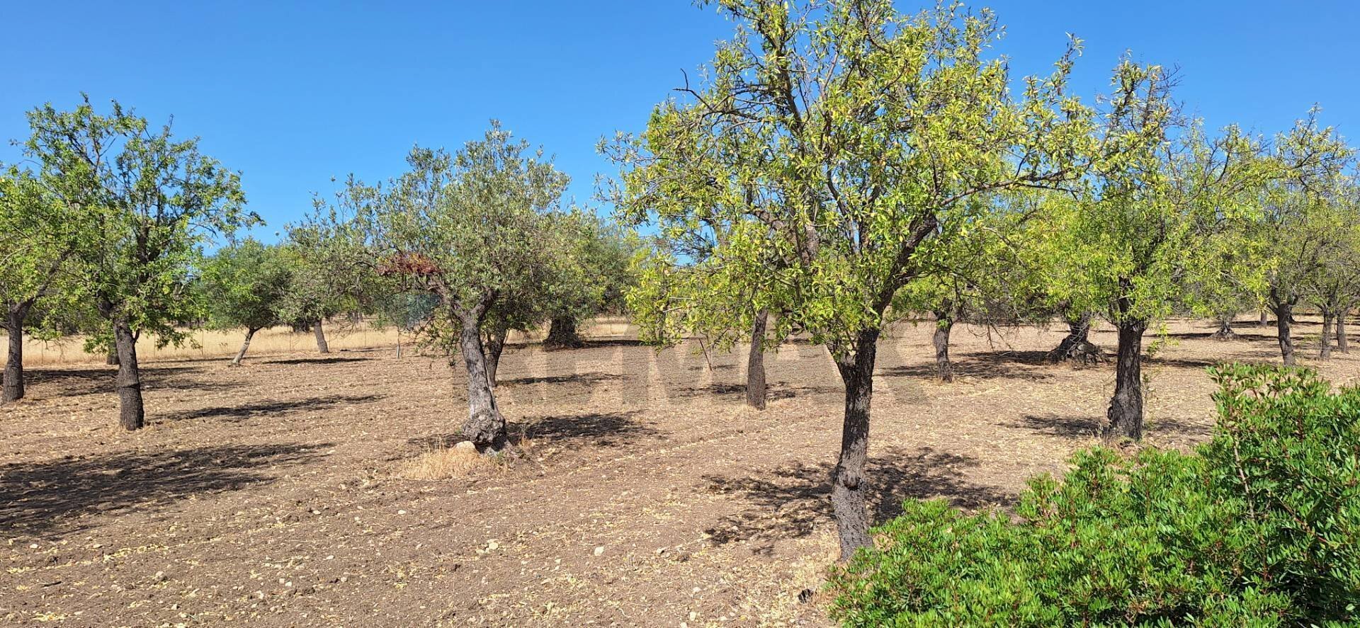 Giardino - Terreno agricolo Noto - foto 3