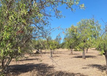 Giardino - Terreno agricolo Noto - foto 2