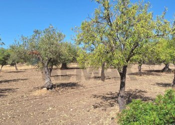 Giardino - Terreno agricolo Noto - foto 3