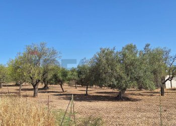 Giardino - Terreno agricolo Noto - foto 5