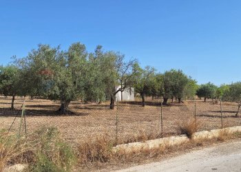 Giardino - Terreno agricolo Noto - foto 6
