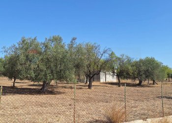 Giardino - Terreno agricolo Noto - foto 7