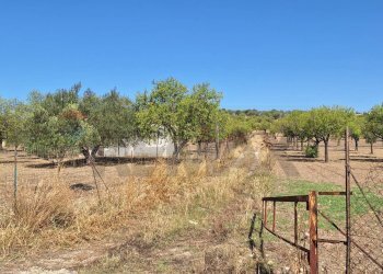 Giardino - Terreno agricolo Noto - foto 9