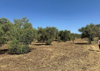 Terreno - Villa Contrada San Giuliano
 
snc, Melilli - foto 10