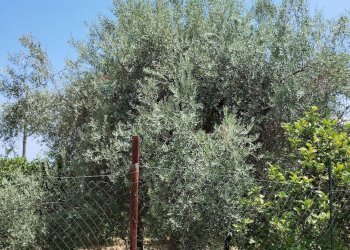 Giardino - Azienda agricola Contrada Busulmone, Noto - foto 5