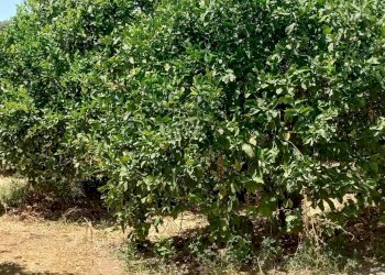 Giardino - Azienda agricola Contrada Busulmone, Noto - foto 36