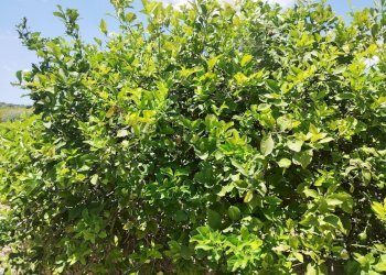 Giardino - Azienda agricola Contrada Busulmone, Noto - foto 43