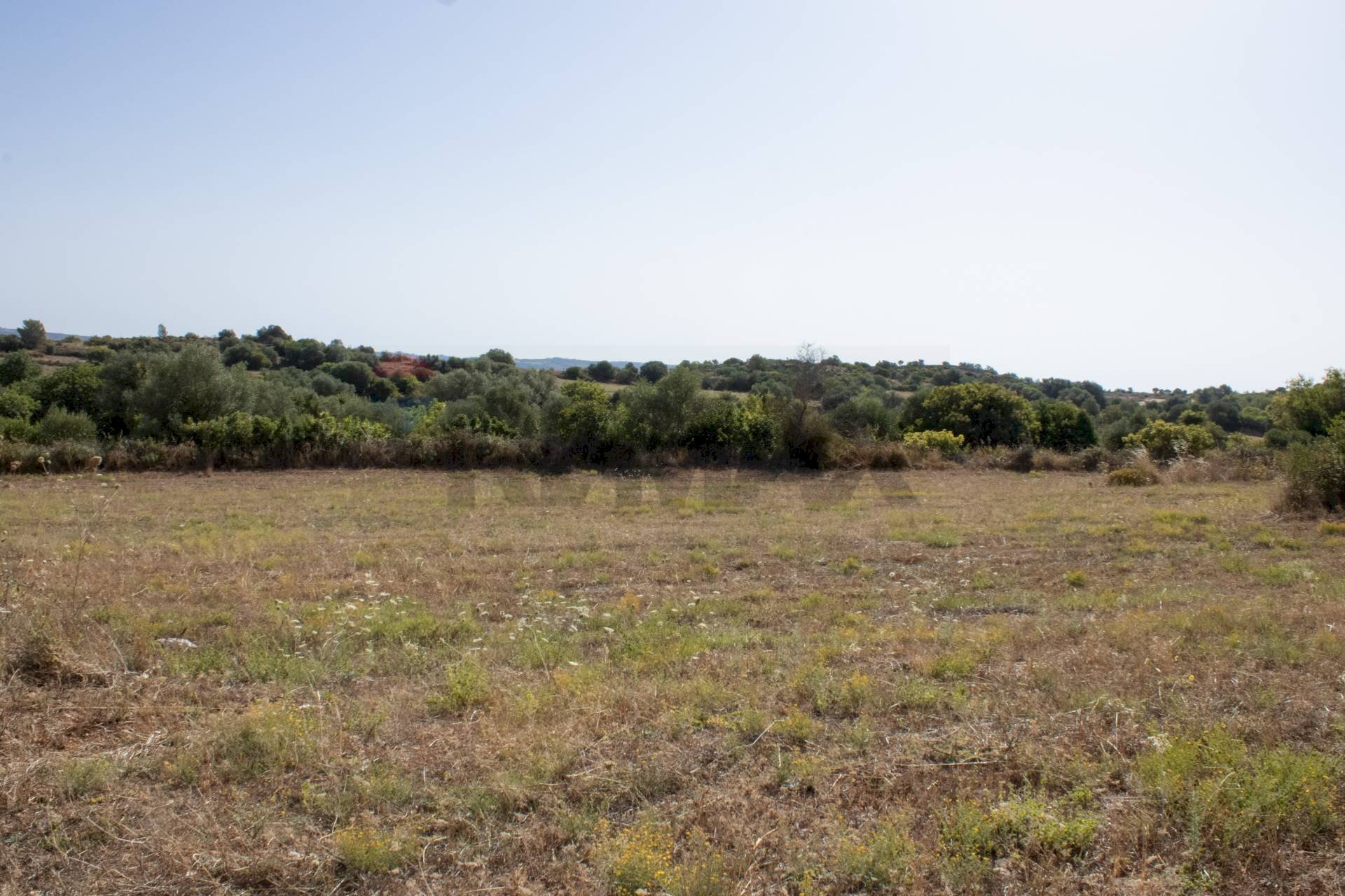Giardino - Terreno agricolo contrada Gelso Anellù, Noto - foto 3