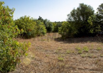 Giardino - Terreno agricolo contrada Gelso Anellù, Noto - foto 7