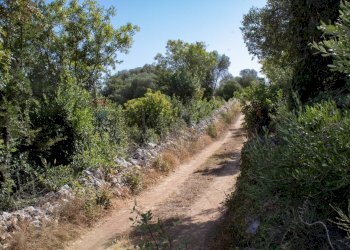 Giardino - Terreno agricolo contrada Gelso Anellù, Noto - foto 9