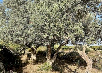 Giardino - Rustico Santa Lucia di Mendola, Noto - foto 15