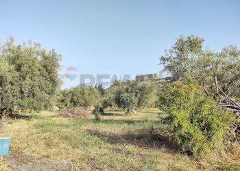 Giardino - Terreno agricolo contrada Pianazzo, Melilli - foto 5