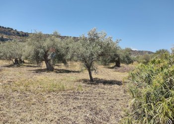 Giardino - Terreno agricolo contrada Pianazzo, Melilli - foto 14