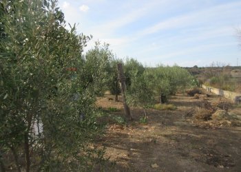 Giardino - Villa villasmundo strada provinciale 95, Melilli - foto 52