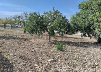 Giardino - Casa indipendente Strada provinciale 33, Modica - foto 15