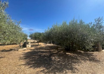 Giardino - Villa C.DA CARRATA
 
SNC, Pachino - foto 32