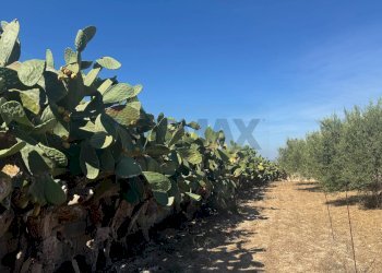 Giardino - Villa C.DA CARRATA
 
SNC, Pachino - foto 33