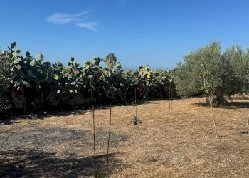 Giardino - Villa C.DA CARRATA
 
SNC, Pachino - foto 34