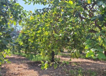 Giardino - Villa Contrada Santuzza
 
snc, Rosolini - foto 11