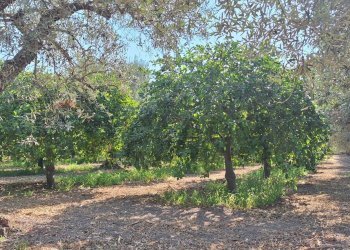 Giardino - Villa Contrada Santuzza
 
snc, Rosolini - foto 12