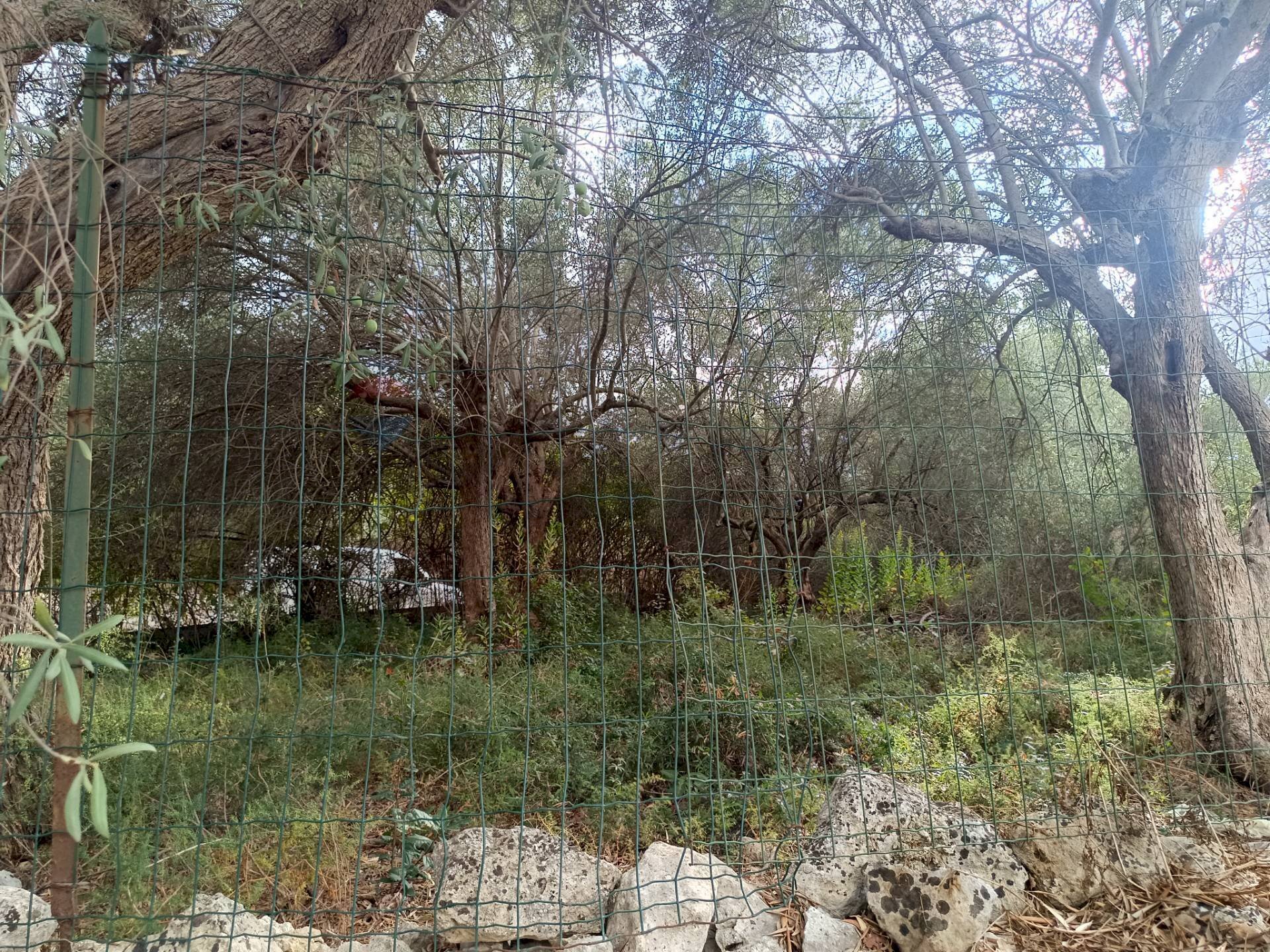 Giardino - Terreno agricolo contrada Gugni, Sortino - foto 2