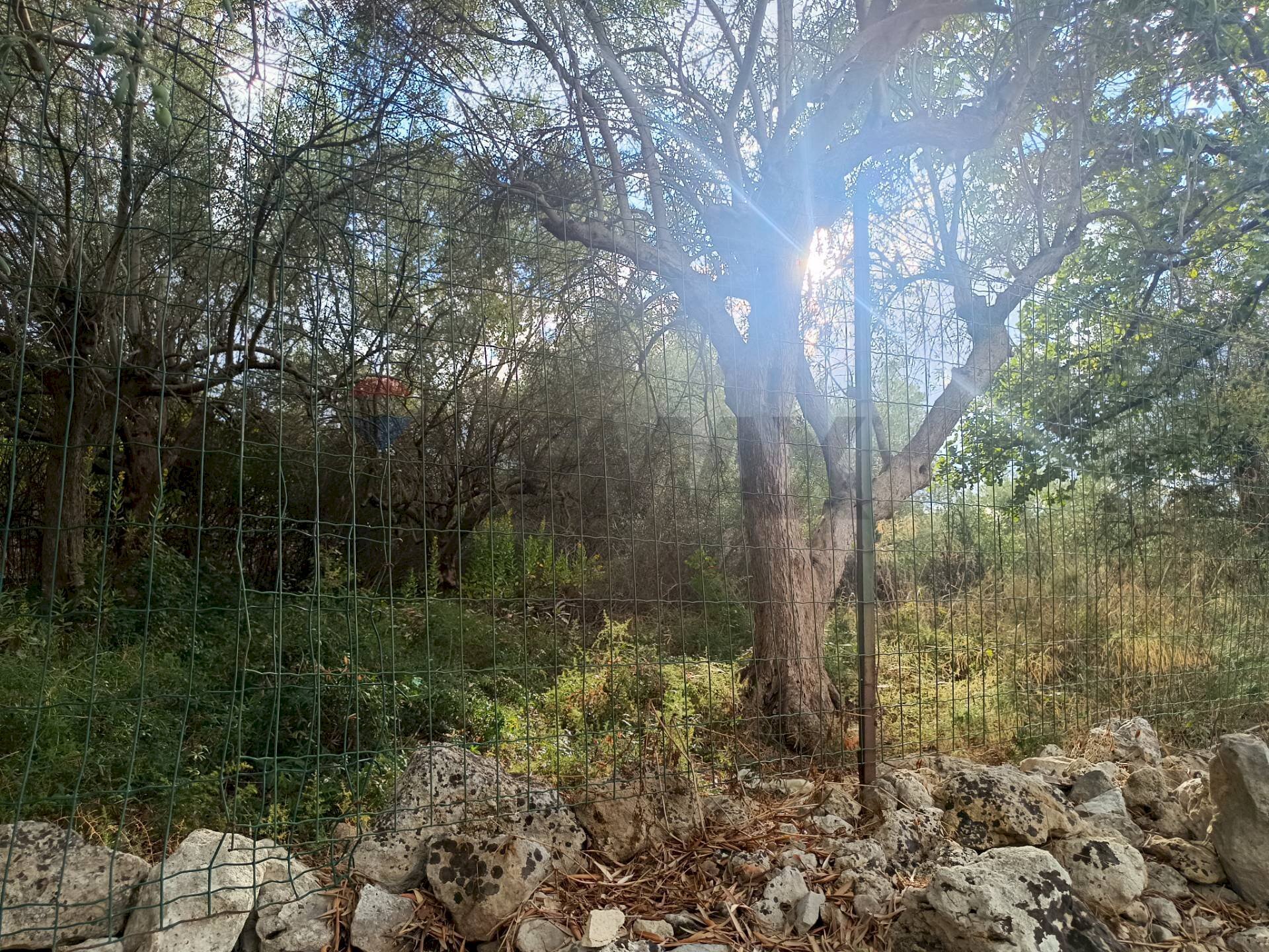 Non correlato - Terreno agricolo contrada Gugni, Sortino - foto 3
