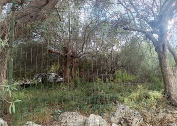 Giardino - Terreno agricolo contrada Gugni, Sortino - foto 2