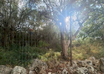 Non correlato - Terreno agricolo contrada Gugni, Sortino - foto 3