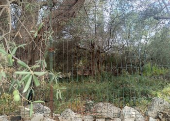 Giardino - Terreno agricolo contrada Gugni, Sortino - foto 4