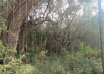 Giardino - Terreno agricolo contrada Gugni, Sortino - foto 5