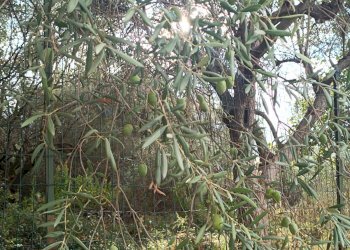 Edificio all\'aperto - Terreno agricolo contrada Gugni, Sortino - foto 6