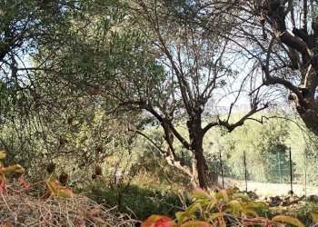 Giardino - Terreno agricolo contrada Gugni, Sortino - foto 8