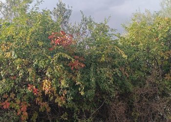 Giardino - Terreno agricolo contrada Gugni, Sortino - foto 9