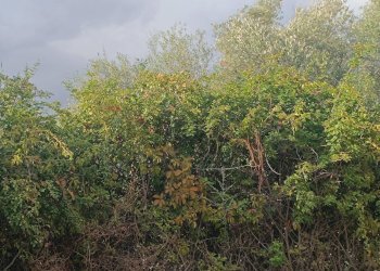 Giardino - Terreno agricolo contrada Gugni, Sortino - foto 10