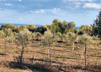 Vista delle montagne - Agricultural land Contrada Cozzo Cisterna
 
snc, Rosolini - photo 6