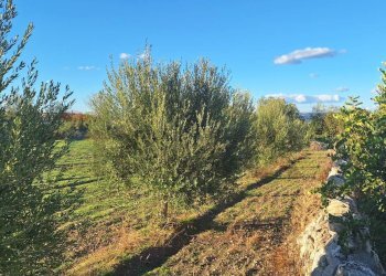 Giardino - Agricultural land Contrada Cozzo Cisterna
 
snc, Rosolini - photo 10