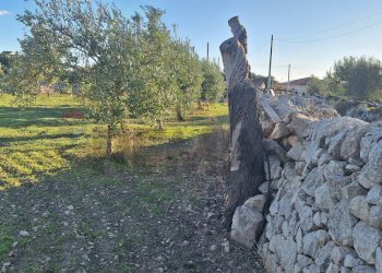 Giardino - Agricultural land Contrada Cozzo Cisterna
 
snc, Rosolini - photo 13