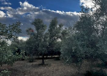 Giardino - Villa Contrada Scala Bagni
 
snc, Canicattini Bagni - foto 13