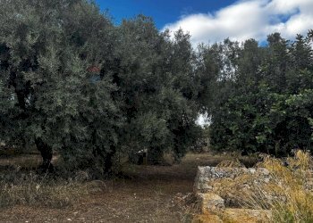 Giardino - Villa Contrada Scala Bagni
 
snc, Canicattini Bagni - foto 20